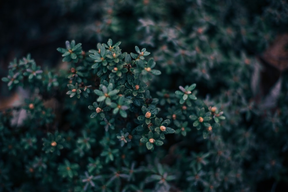 green leaf plant