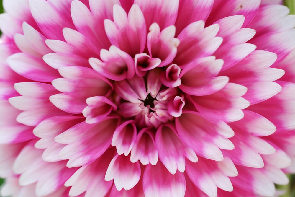 Micro fotografía de flores rosas