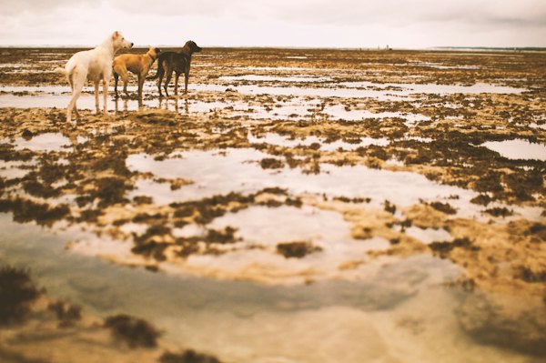 Dogs on the reef at low tide — Morro de São Paulo, Brazil