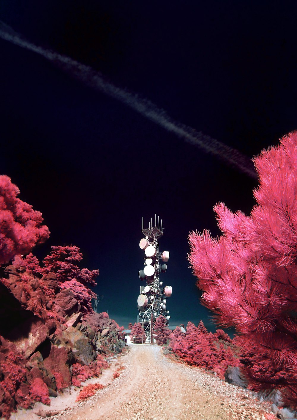 ピンクの木々と衛星塔に囲まれた道路