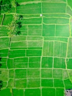 Crop Monitoring