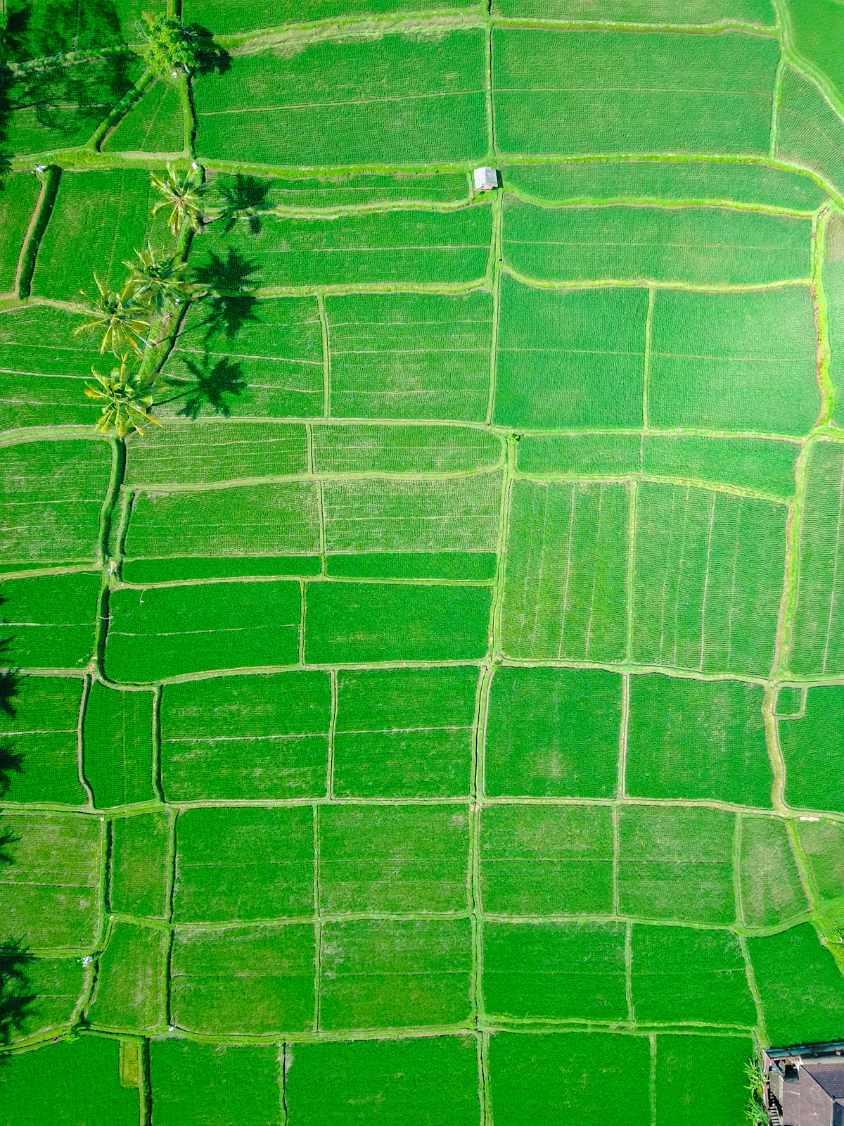 Tranquil subak rice terrace avenues leading to black sand surf at Pererenan
