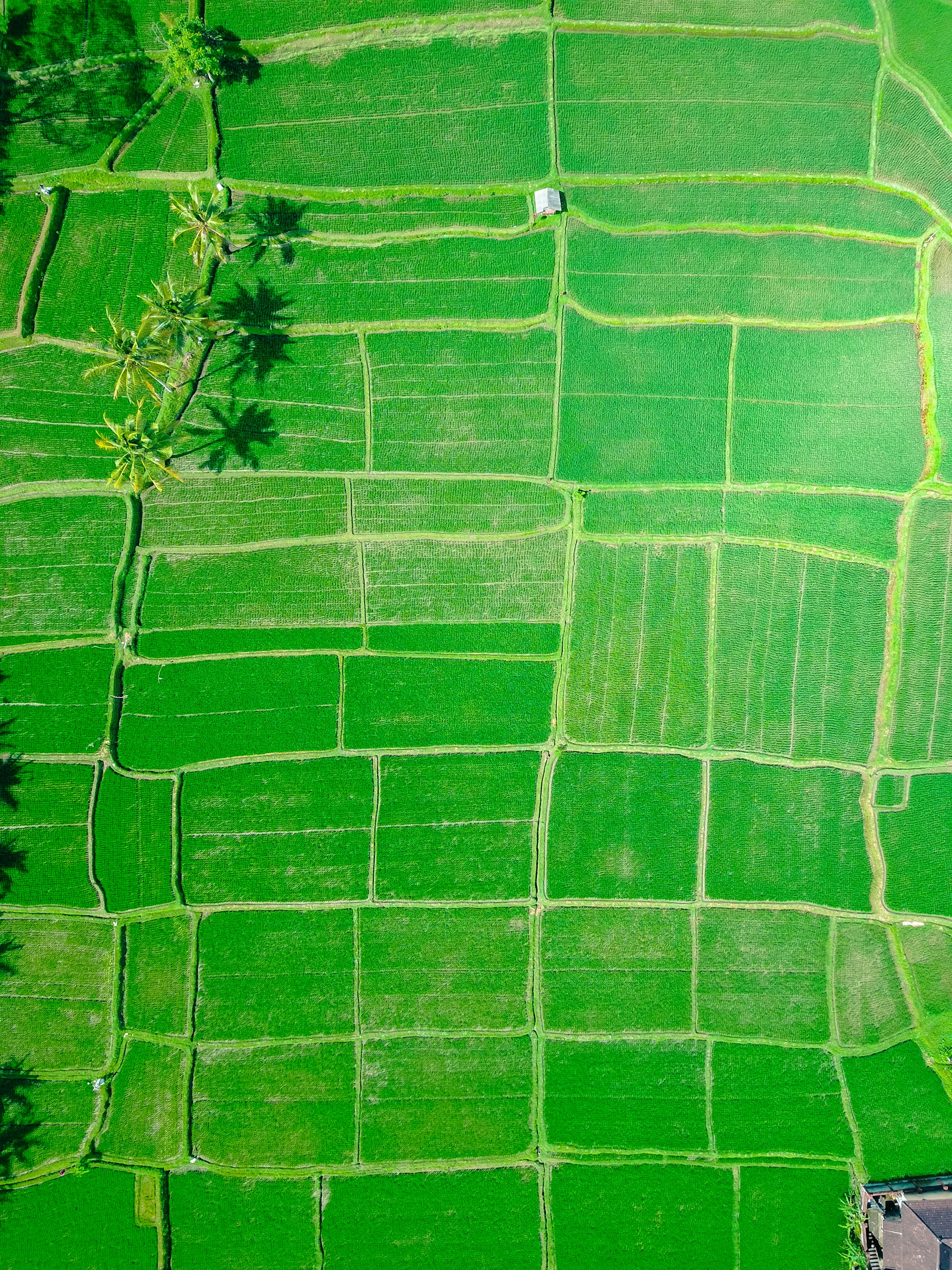 aerial view of rice paddy