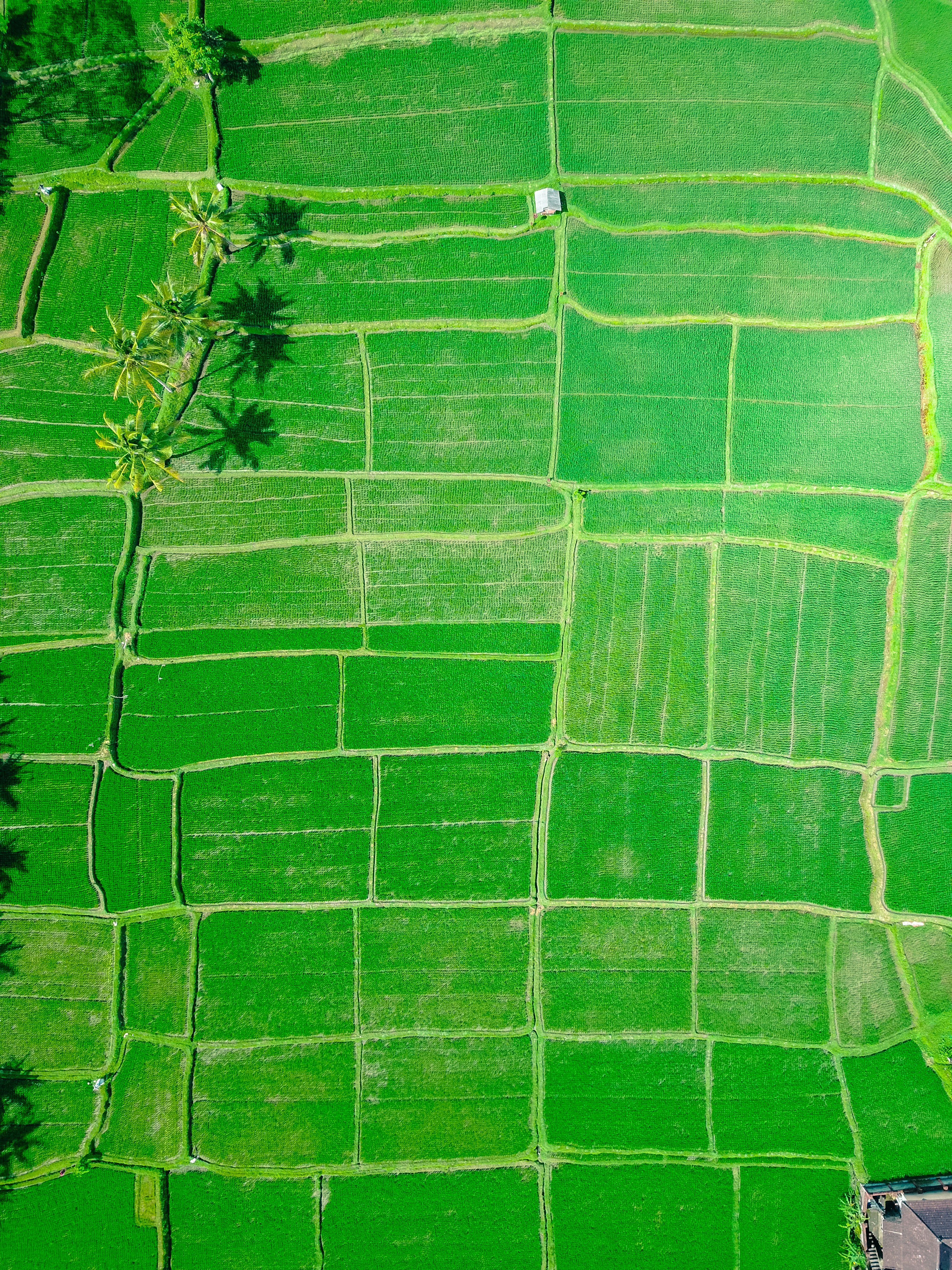 Having spent the day scootering around Ubud, visiting the Monkey Temple and Rice Terraces - I found myself riding beside endless fields of rice paddies. They stretched as far as the eye could see. I threw my drone up in the air and had no idea the grid that all these fields make. This is why I love aerial photography.