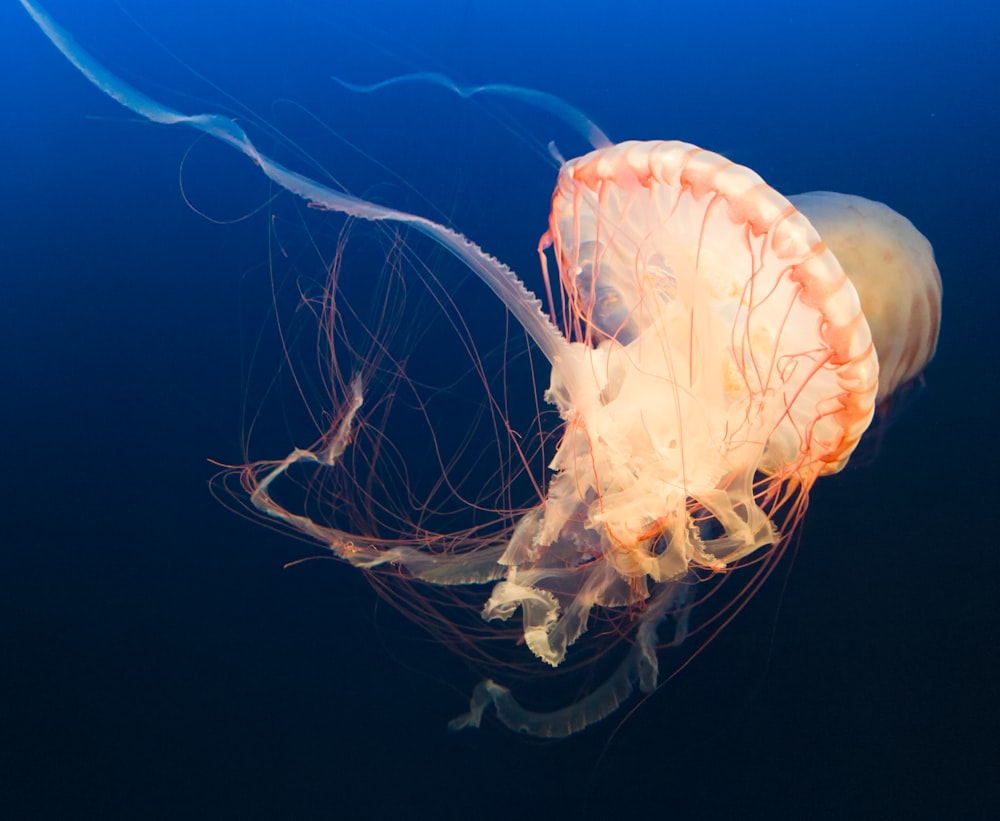 underwater photography of jellyfish