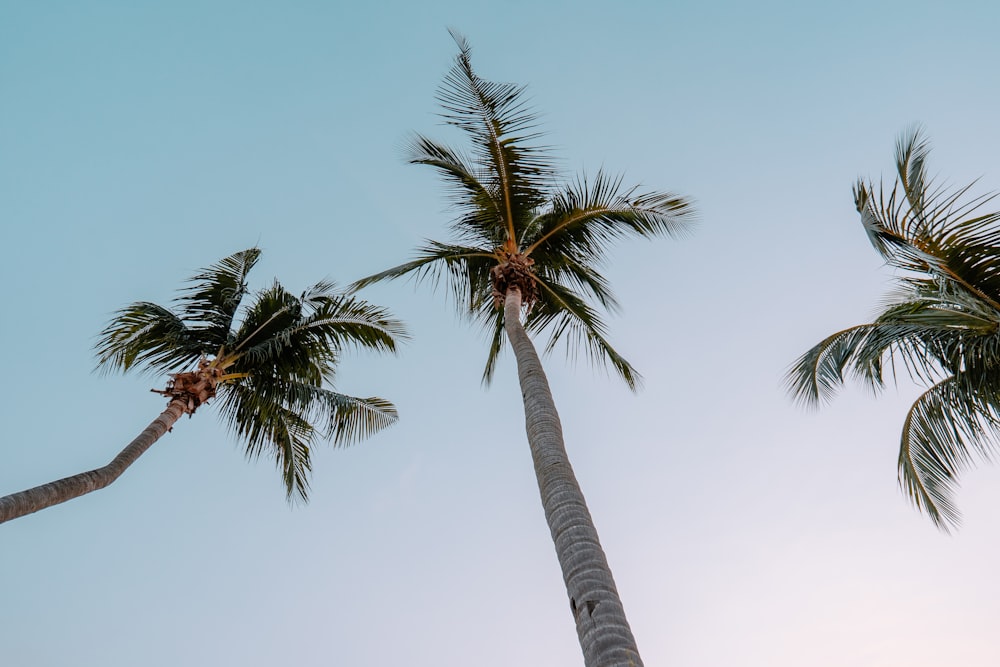 worm's eye-view photography of coconut palm trees