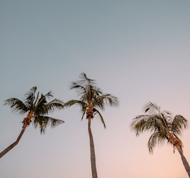 low angle photography of three coconut trees