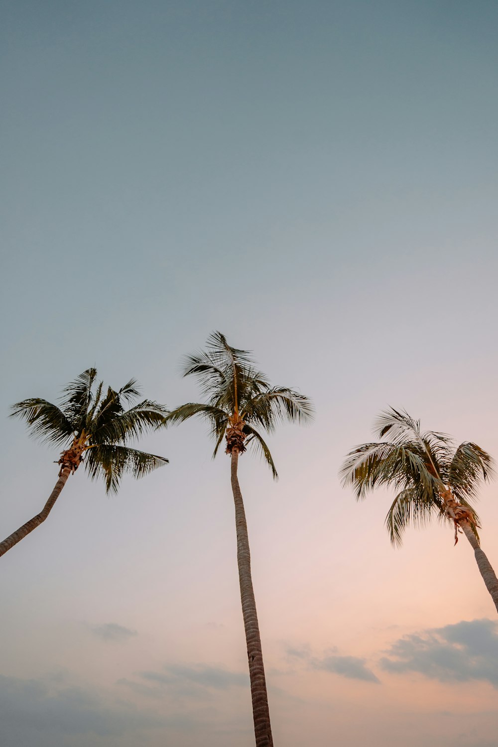 low angle photography of three coconut trees