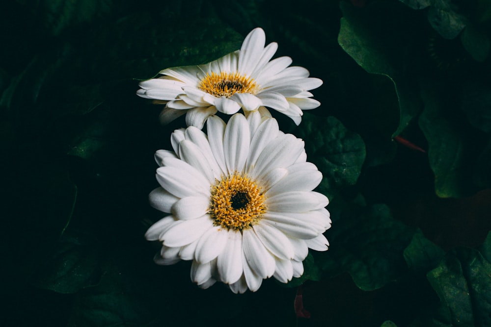 deux marguerites blanches