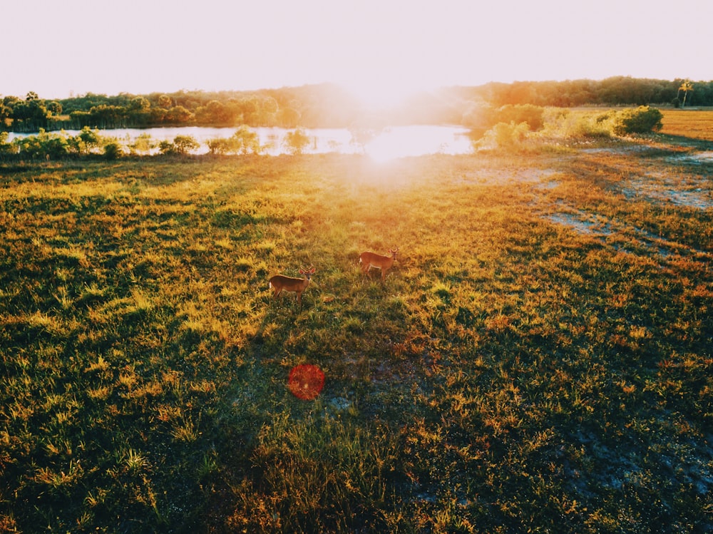 Luftaufnahmen der Fotografie der Goldenen Stunde auf dem Rasenfeld