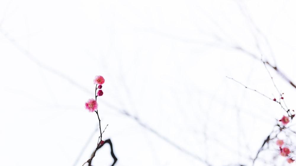 flor de pétalos rosados