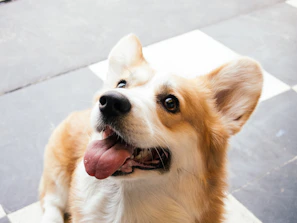 A cheerful corgi with a fluffy coat and large ears is looking upwards with its tongue out, set against a checkered tile background.