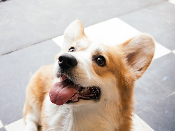 A joyful corgi showing off its freshly trimmed paws and clean ears in a bright, minimalistic grooming space.