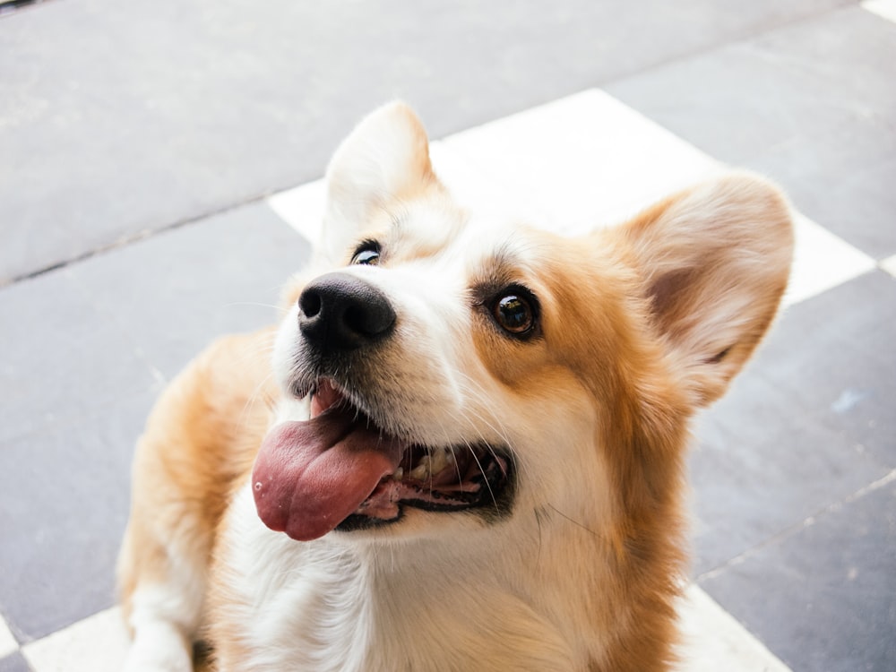 白い床タイルに白と茶色のショートコートの犬