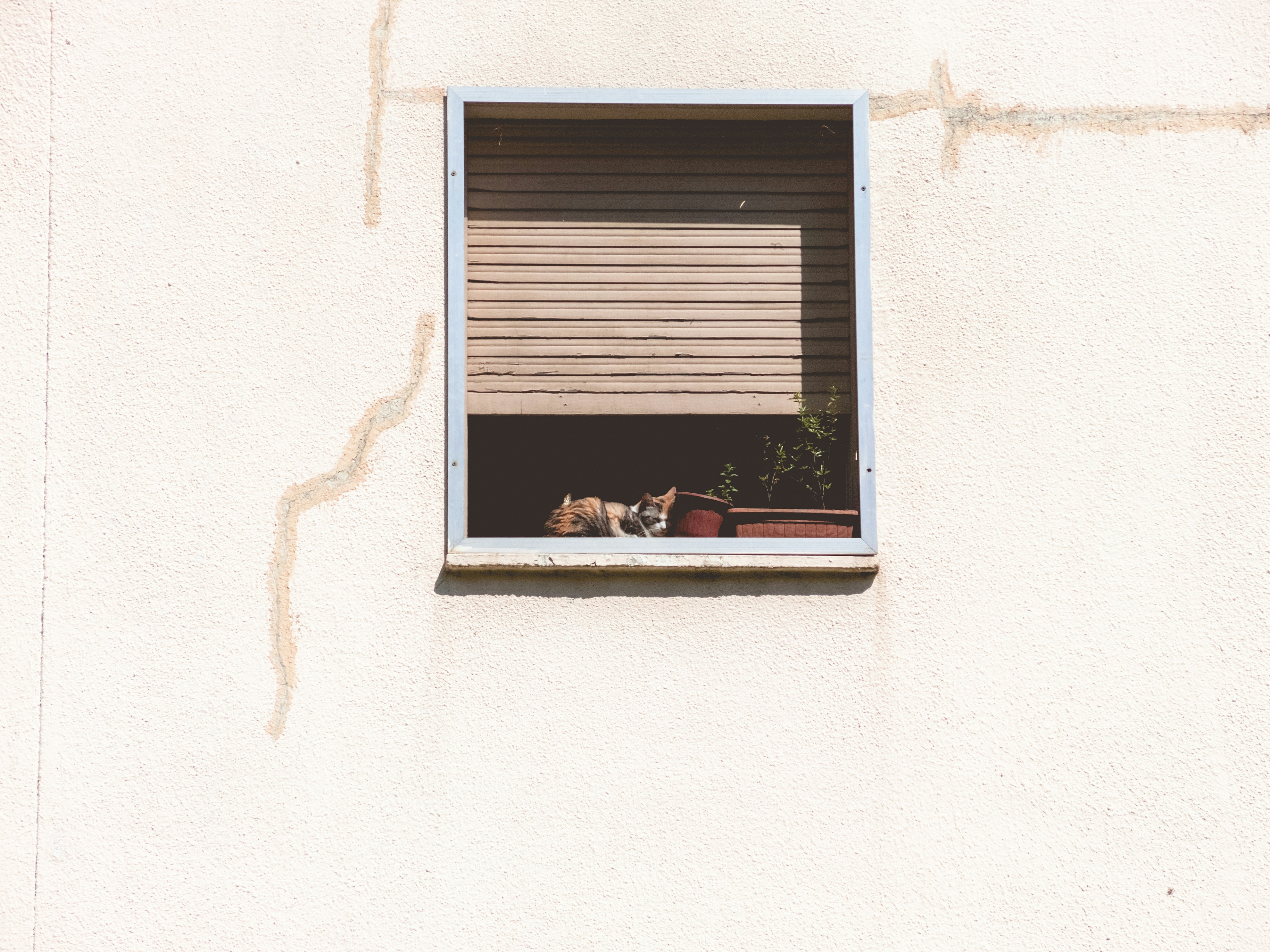 Cat in the window.