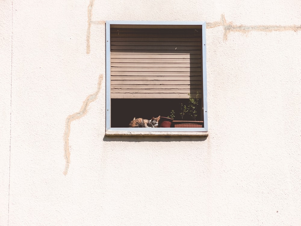 two green leafed plants in white wooden framed window