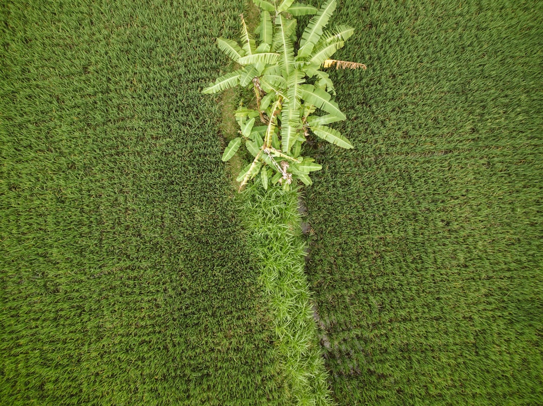 aerial view of banana plants at daytime