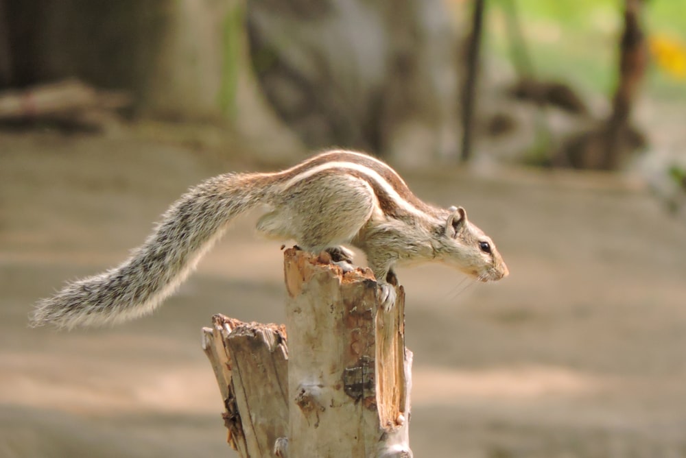 écureuil gris et brun sur tronc d’arbre pendant la journée