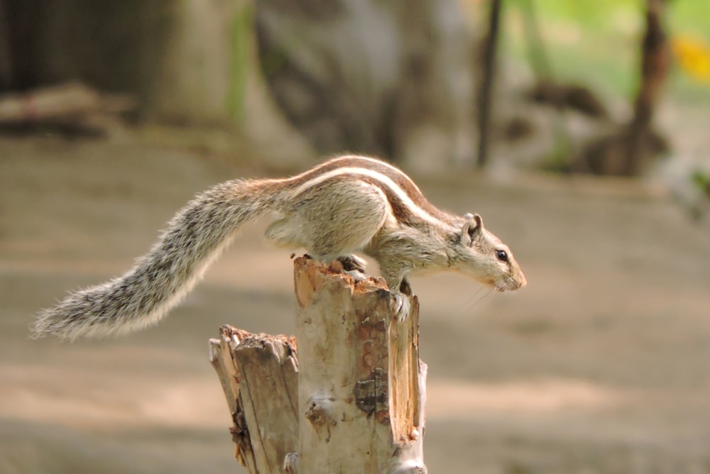 grey and brown squirrel on tree log at daytime