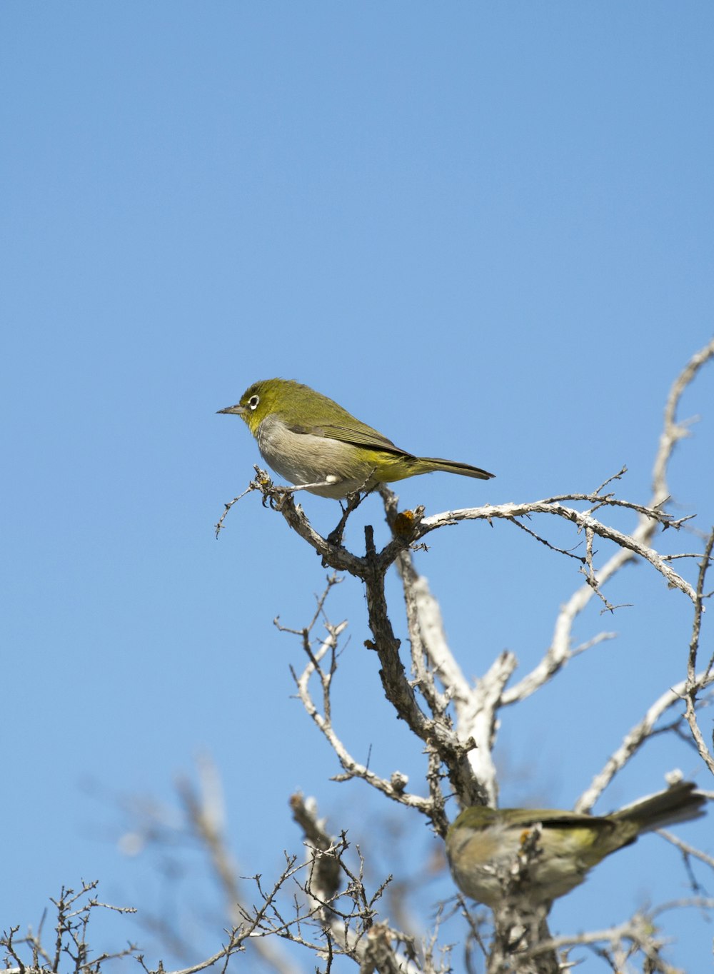 green bird