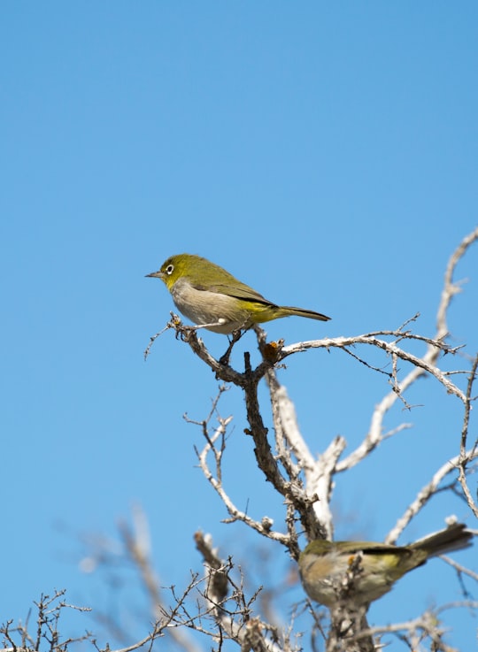 green bird in Broadwater Australia
