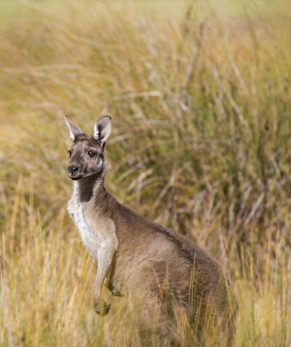 shallow focus photography of kangaroo
