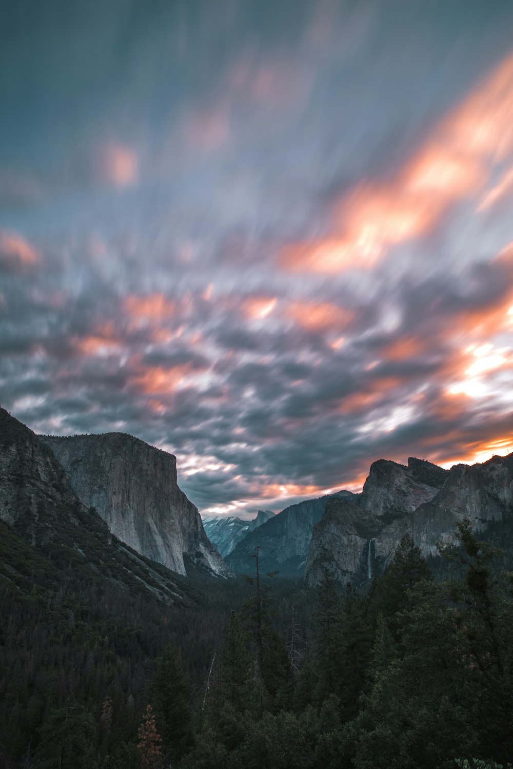 trees and mountain