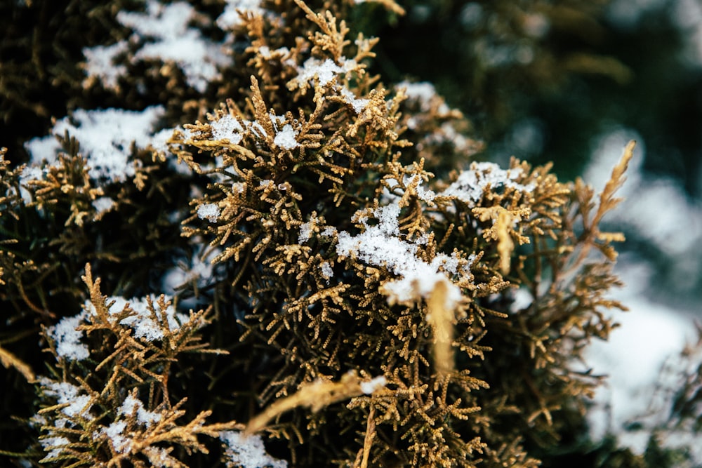 closeup photo of leaves covered with snow