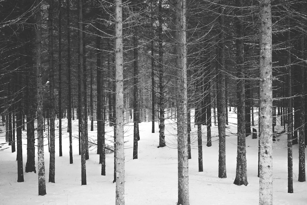 árvores nuas na neve