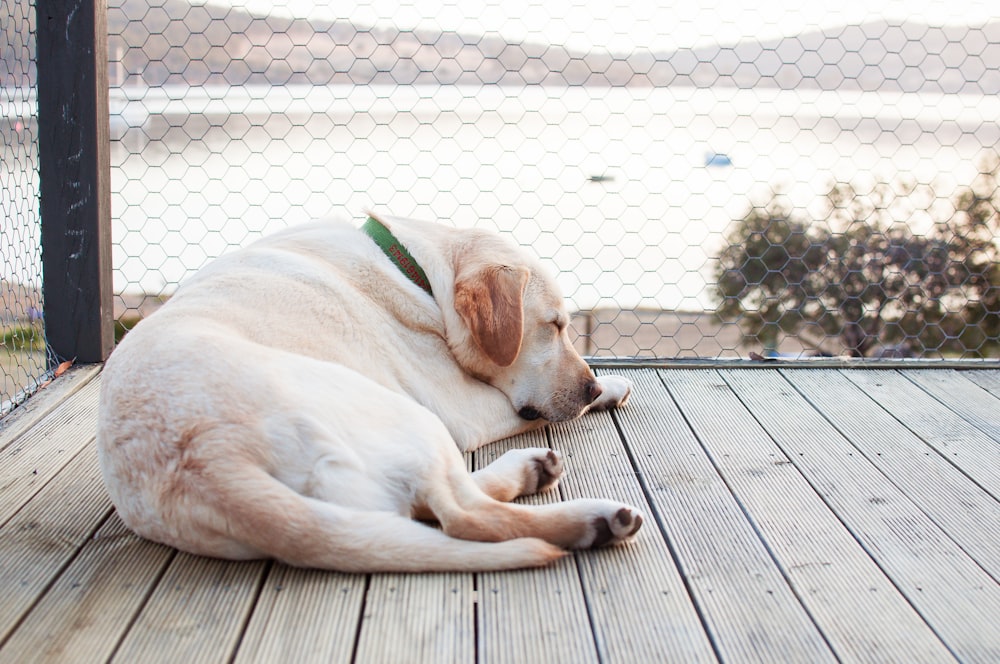 short-coated white dog sleeping on brown wooden dock during daytime