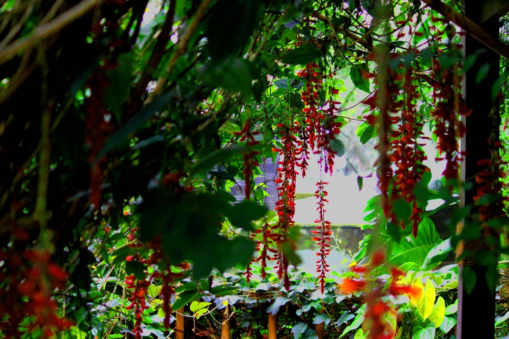 red petaled flower