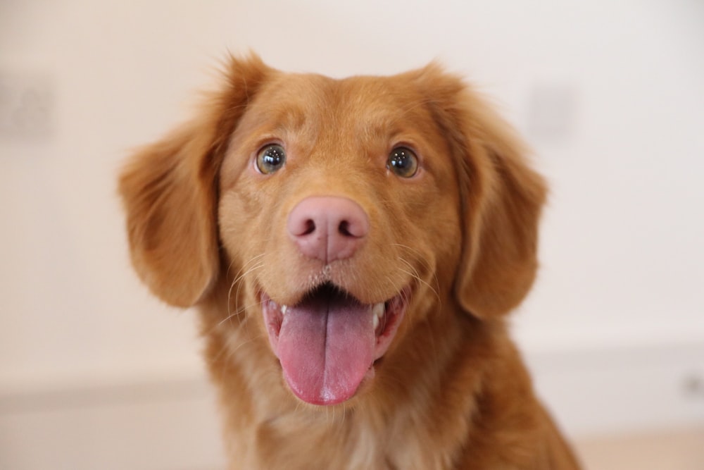 long-coat tan puppy