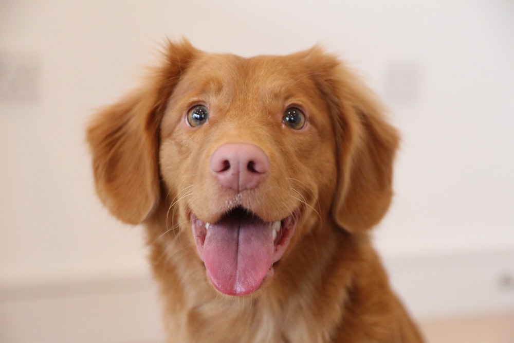closeup photo of yellow Labrador retriever puppy photo – Free Dog Image on  Unsplash