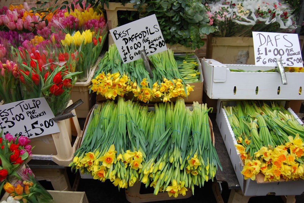 assorted-color petaled flowers