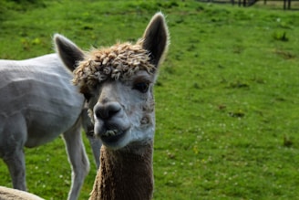 A close-up of an alpaca with a fluffy, curly coat and alert ears, set against a lush green pasture. The alpaca's expressive eyes and slightly exposed teeth give it a curious and friendly demeanor.