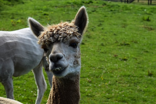 A close-up of an alpaca with a fluffy, curly coat and alert ears, set against a lush green pasture. The alpaca's expressive eyes and slightly exposed teeth give it a curious and friendly demeanor.