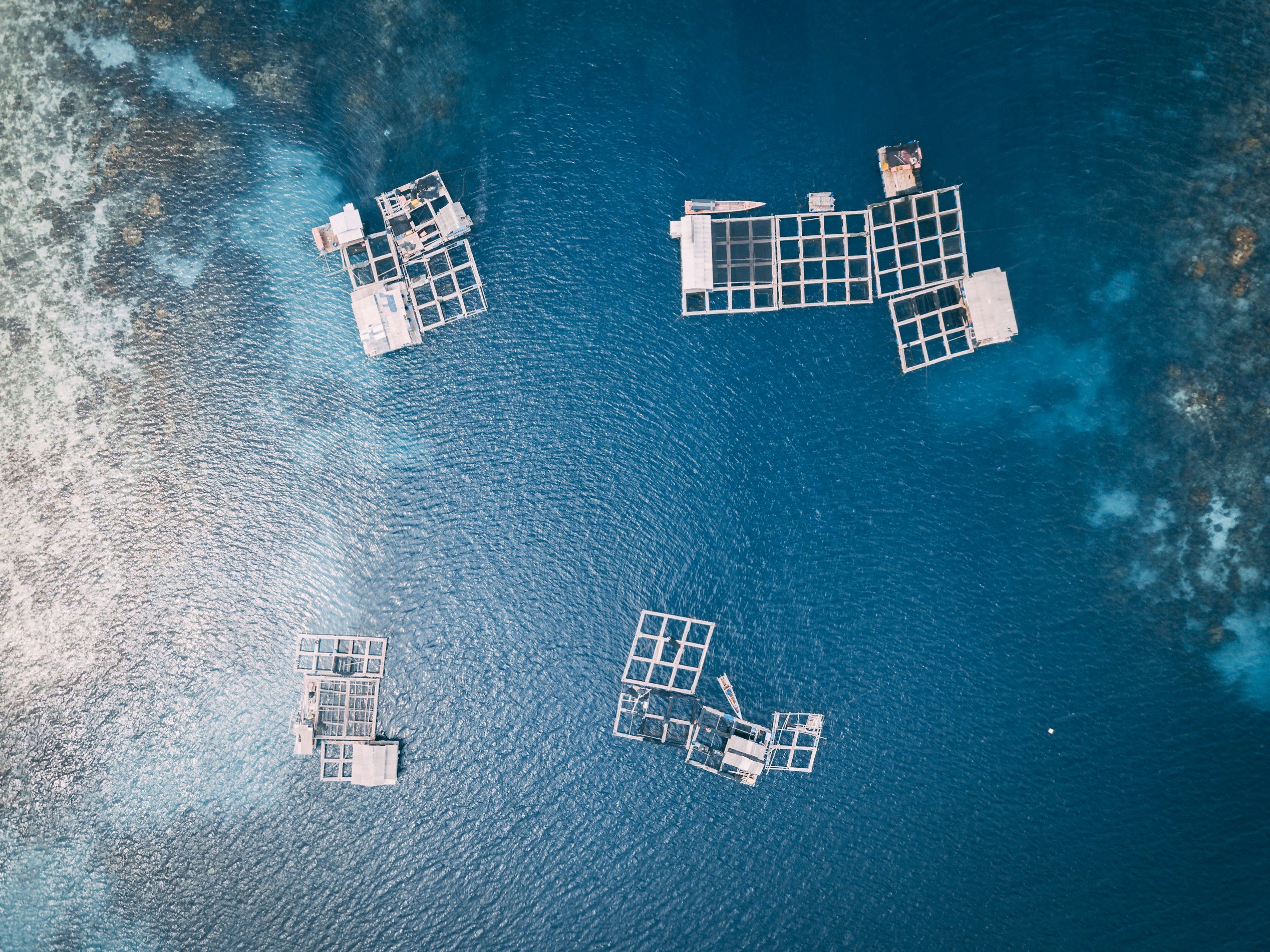 The Rise of Aquaculture and the Threat of Floating Feedlots