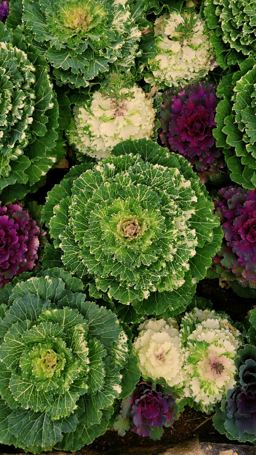 green and pink leafed plants