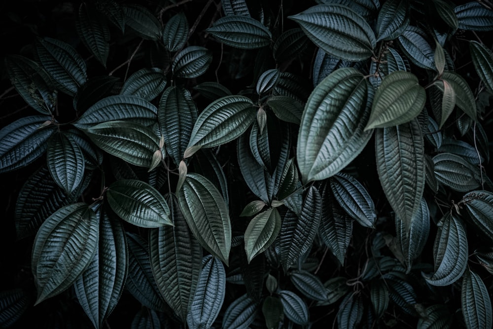 fotografia de baixa luz de planta de folhas verdes