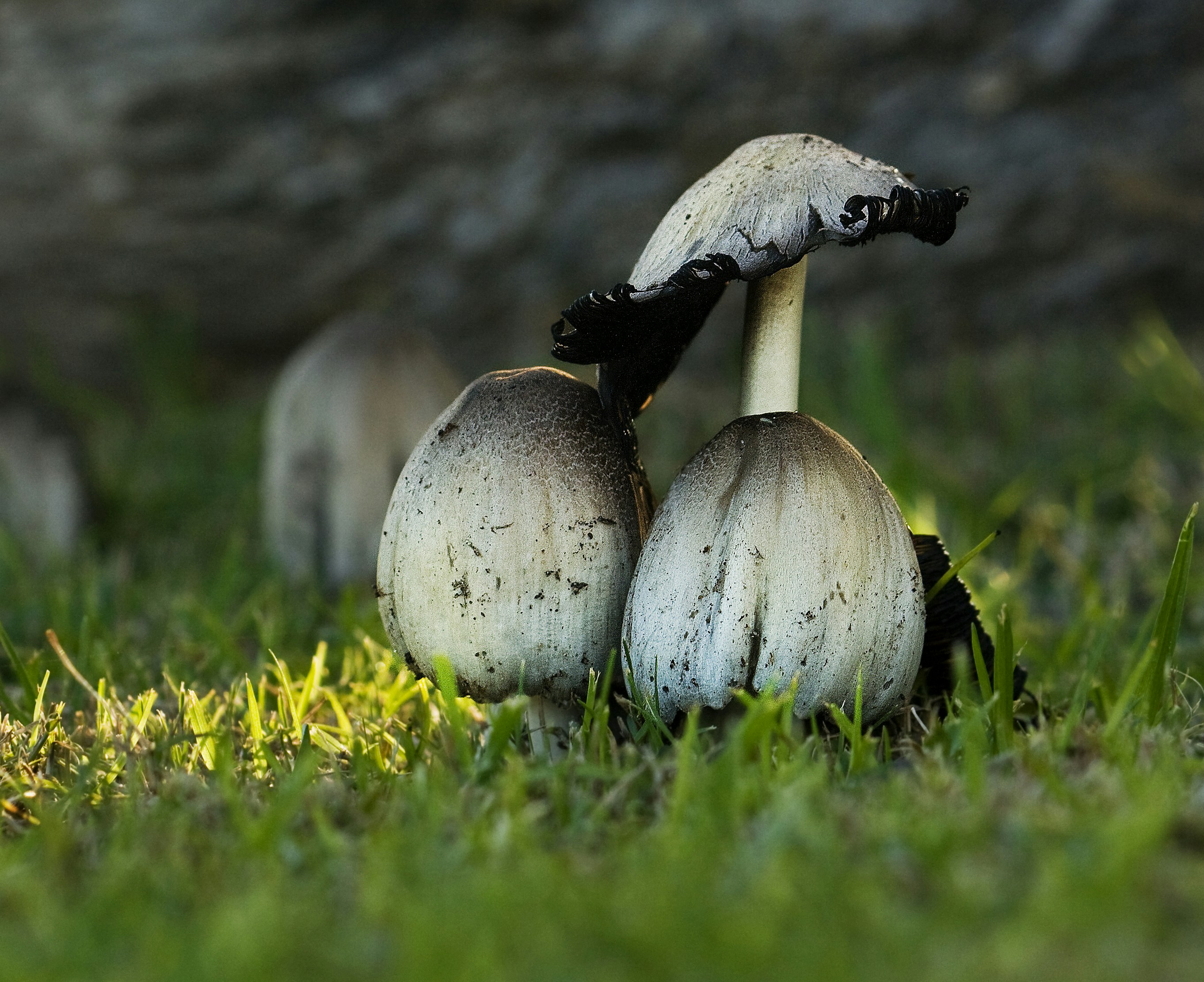 photo-1519126524701-a84bc170647b?ixlib=rb-1.2.1&ixid=eyJhcHBfaWQiOjEyMDd9&auto=format&fit=crop&w=1228&q=80