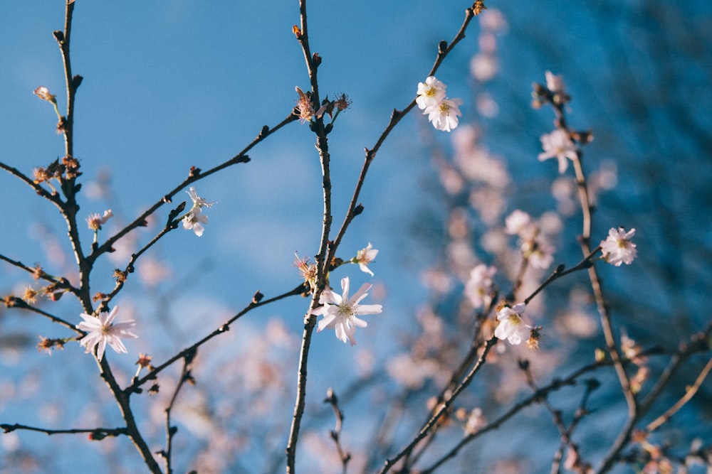 white Japanese cherry blossom tree during daytime\