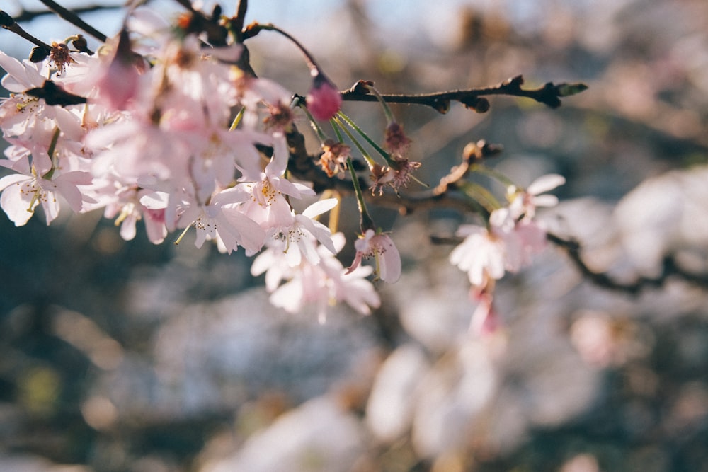 Fotografía de enfoque selectivo de flores de cerezo