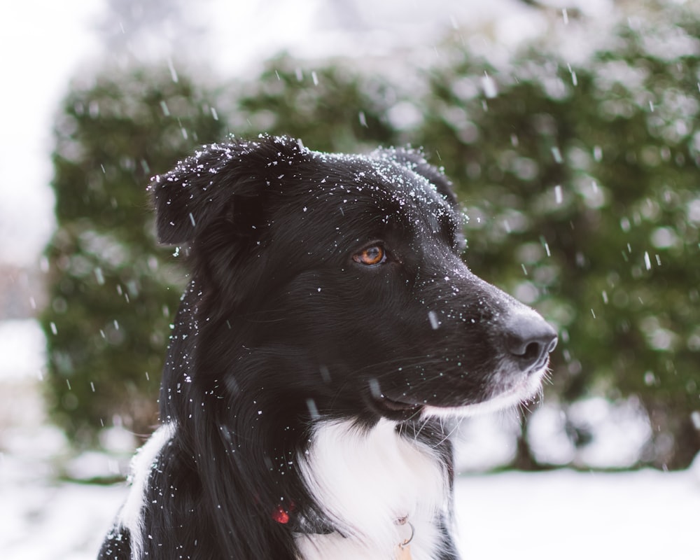 selective focus photography of black and white dog