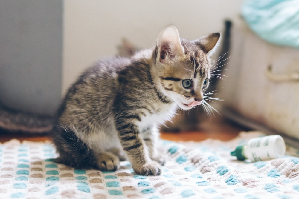 白と青のマットに灰色のぶちの子猫