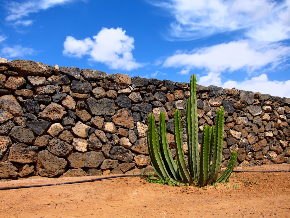 green cactus plant near brick wall