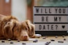 A golden-brown dog is lying down on a wooden floor, gazing towards the camera with a gentle, innocent expression. In the background, there is a lightbox sign displaying the message 'WILL YOU BE MY DATE?' accompanied by a heart symbol. Scattered around the dog are several small pieces of treats or objects, adding texture and interest to the scene.