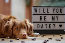A golden-brown dog is lying down on a wooden floor, gazing towards the camera with a gentle, innocent expression. In the background, there is a lightbox sign displaying the message 'WILL YOU BE MY DATE?' accompanied by a heart symbol. Scattered around the dog are several small pieces of treats or objects, adding texture and interest to the scene.