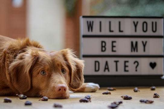 A golden-brown dog is lying down on a wooden floor, gazing towards the camera with a gentle, innocent expression. In the background, there is a lightbox sign displaying the message 'WILL YOU BE MY DATE?' accompanied by a heart symbol. Scattered around the dog are several small pieces of treats or objects, adding texture and interest to the scene.