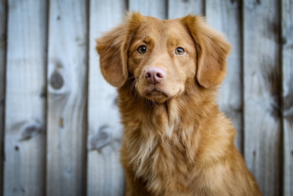 柵の近くに座っているロングコートの黄褐色の犬