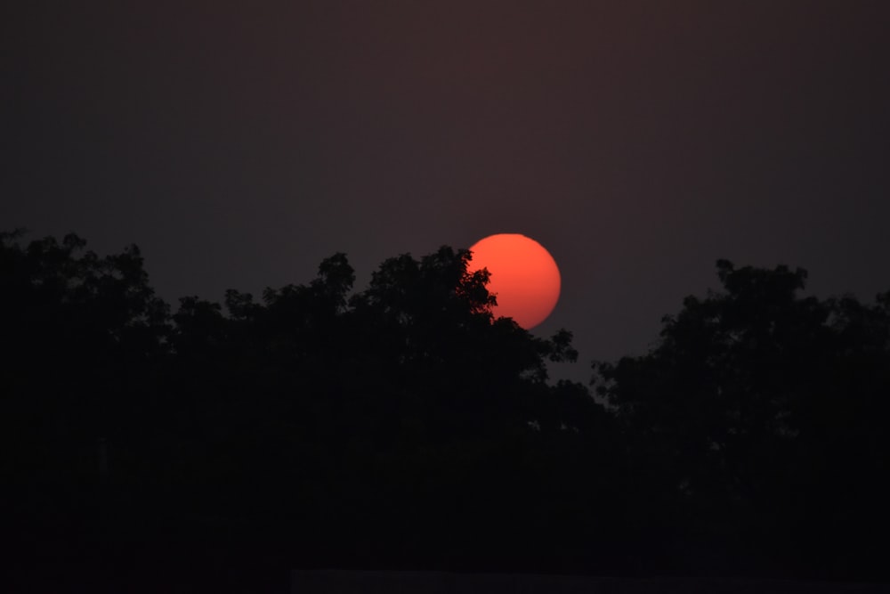 silueta de árboles con luna roja